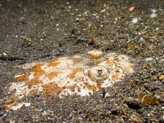 A stargazer fish buried in the sand at the bottom of the ocean